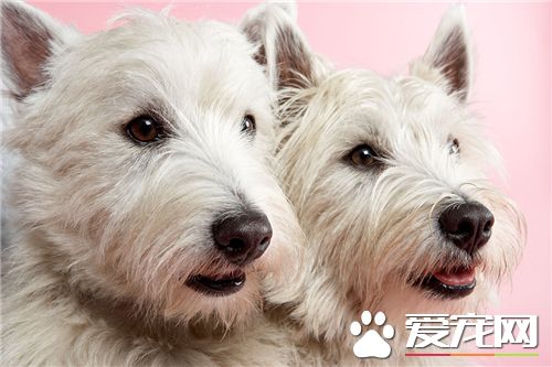 西高地白梗犬性格 西高地白梗犬性格溫和