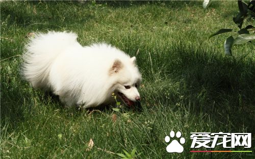 小銀狐犬的價格 血統好的幼犬價格會同比增高500元