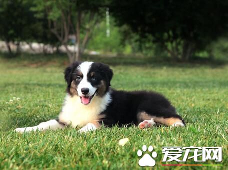 小型澳洲牧羊犬的價格 價格大約為1000-30000元
