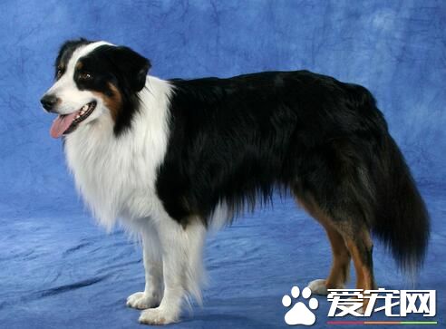 小型澳洲牧羊犬的價格 價格大約為1000-30000元