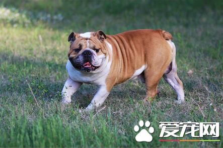 養英國斗牛犬的缺點 重點相當分散使得外貌丑陋