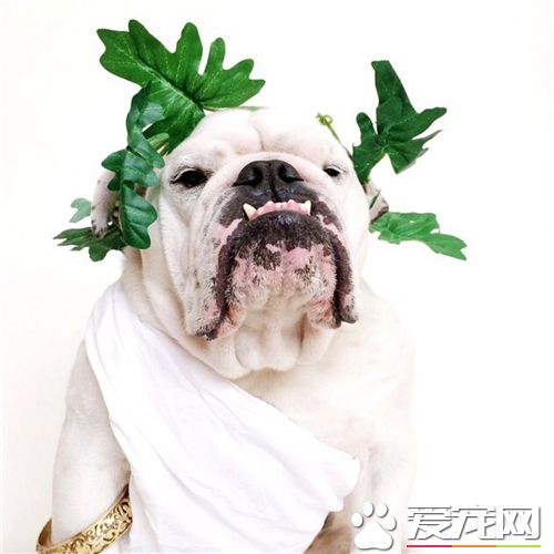 養英國斗牛犬的缺點 重點相當分散使得外貌丑陋