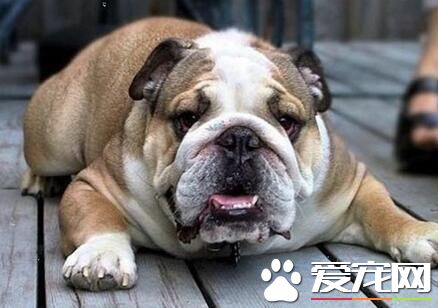 養英國斗牛犬的缺點 重點相當分散使得外貌丑陋