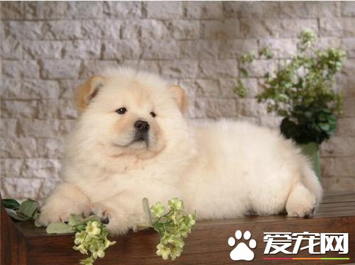 小型松獅犬在哪裡買 可以在當地的寵物店選購
