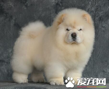 小型松獅犬在哪裡買 可以在當地的寵物店選購
