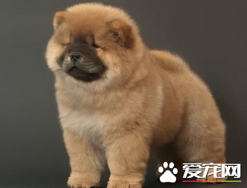 小型松獅犬在哪裡買 可以在當地的寵物店選購