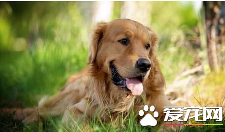 養金毛尋回犬的花費 金毛的開銷還算一般