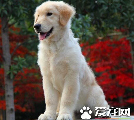 養金毛尋回犬的花費 金毛的開銷還算一般