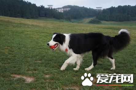 養邊境牧羊犬價格 價格從一千到上萬不等