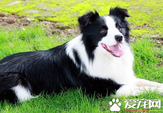 養邊境牧羊犬價格 價格從一千到上萬不等
