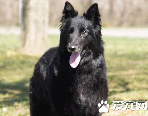 比利時牧羊犬幼犬價格 血統越純售價就越高