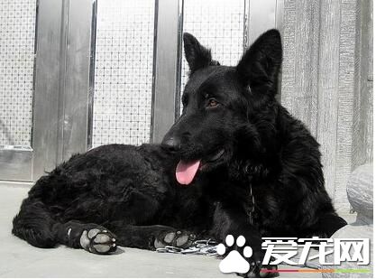 比利時牧羊犬幼犬價格 血統越純售價就越高