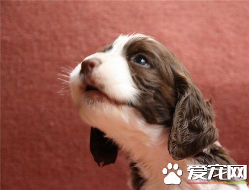 養史賓格犬的人很少嗎 史賓格犬的具體價格