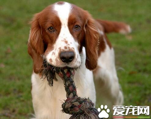 養史賓格犬的人很少嗎 史賓格犬的具體價格