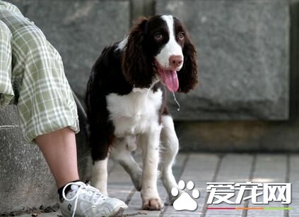 養史賓格犬的人很少嗎 史賓格犬的具體價格