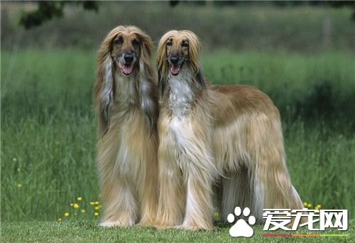 阿富汗獵犬忠誠嗎 給人一種高貴的感覺