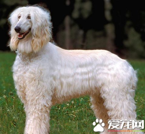 阿富汗獵犬忠誠嗎 給人一種高貴的感覺