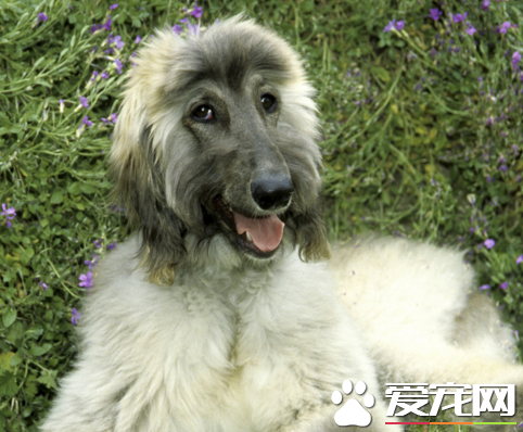 阿富汗獵犬忠誠嗎 給人一種高貴的感覺