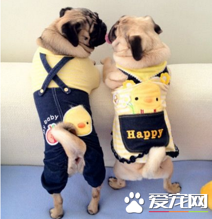 巴哥犬跟沙皮狗有什麼區別 八哥體格勻稱