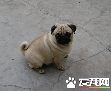巴哥犬跟沙皮狗有什麼區別 八哥體格勻稱