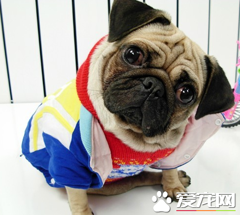 巴哥犬多少一只 花鳥市場去不得