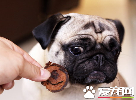 巴哥犬多少一只 花鳥市場去不得