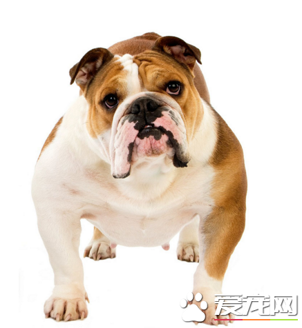 英國斗牛犬標准 英國斗牛犬體型