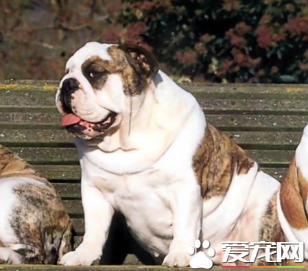 英國斗牛犬標准 英國斗牛犬體型