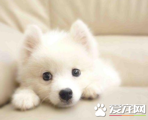 銀狐犬與博美的區別 身體比白博美長