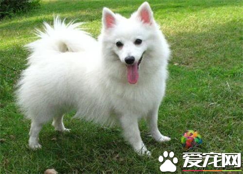 銀狐犬與博美的區別 身體比白博美長