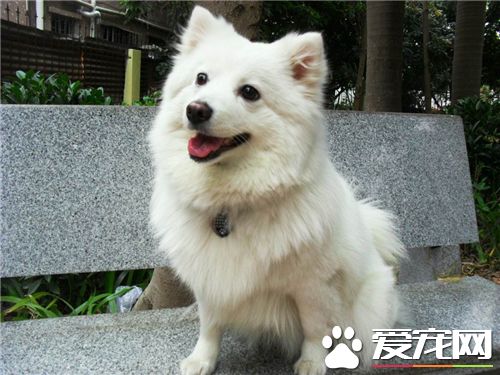 銀狐犬開封的價格 銀狐犬體形中等偏小