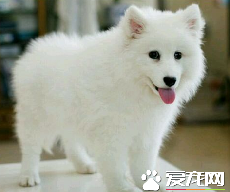 銀狐犬開封的價格 銀狐犬體形中等偏小