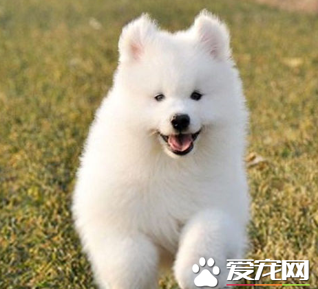 銀狐犬開封的價格 銀狐犬體形中等偏小