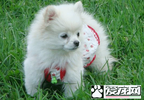 銀狐犬和薩摩耶哪個好養 以及兩者的區別
