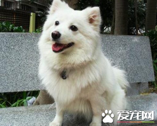 銀狐犬和薩摩耶哪個好養 以及兩者的區別