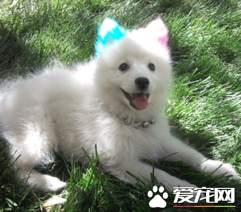 銀狐犬和薩摩耶哪個好養 以及兩者的區別