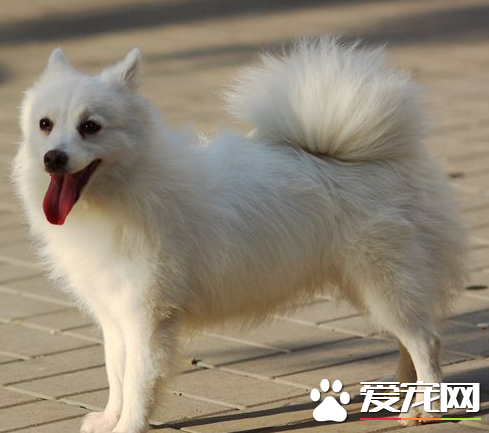 銀狐犬怎麼看尾巴 長度可以超過背部