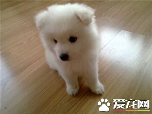 銀狐犬怎麼看尾巴 長度可以超過背部
