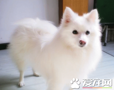 銀狐犬和薩摩耶哪個大 銀狐比較小巧