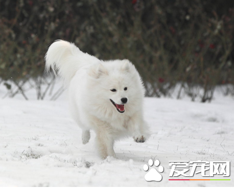 銀狐犬怎麼看尾巴 長度可以超過背部
