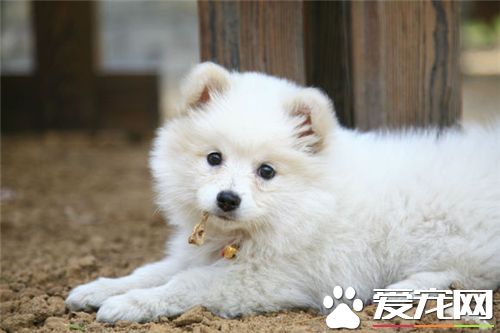 銀狐犬和薩摩耶哪個大 銀狐比較小巧
