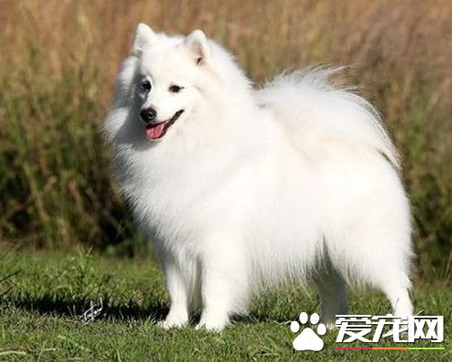 銀狐犬有多大 體形屬於小型犬