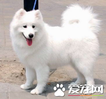 銀狐犬和薩摩耶哪個大 銀狐比較小巧