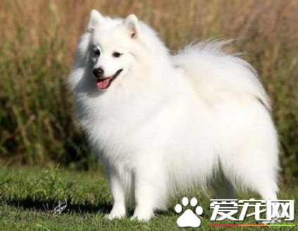 銀狐犬有多大 體形屬於小型犬