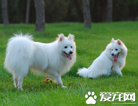 銀狐犬有多大 體形屬於小型犬