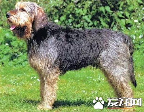 奧達獵犬多少錢 奧達獵犬5000起價