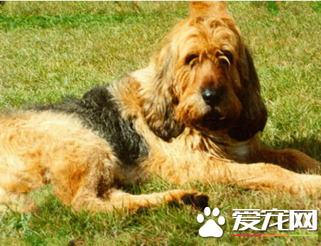 奧達獵犬多少錢 奧達獵犬5000起價