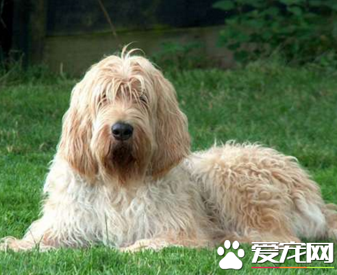 奧達獵犬多少錢 奧達獵犬5000起價