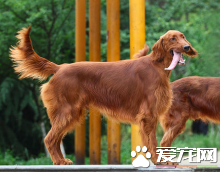 愛爾蘭雪達犬優缺點 氣質溫文爾雅