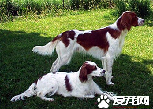 愛爾蘭雪達犬優缺點 氣質溫文爾雅